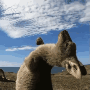 QQ图片20210812203600.gif