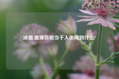 冰猫,猫薄荷相当于人类闻到什么?