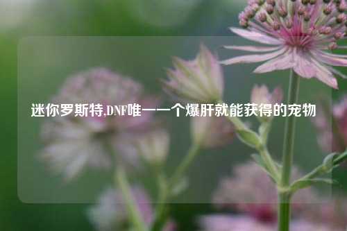 迷你罗斯特,DNF唯一一个爆肝就能获得的宠物