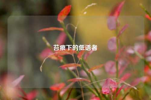 苔痕下的低语者